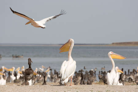 Pink pelicans with chicks on the shore of Lake Manich-Gudilo in Kalmykia, Russiaの写真素材