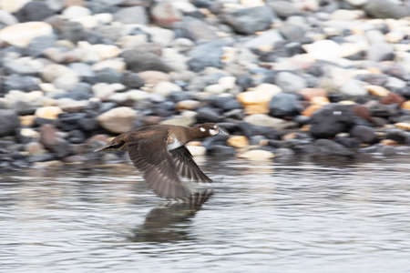 Harlequin duck females in flightの写真素材