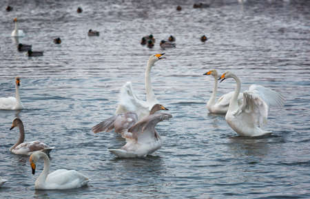 A flock of Whooper swan and ducks wintering on the thermal lake Svetloe (Lebedinoe), Altay, Russiaの写真素材