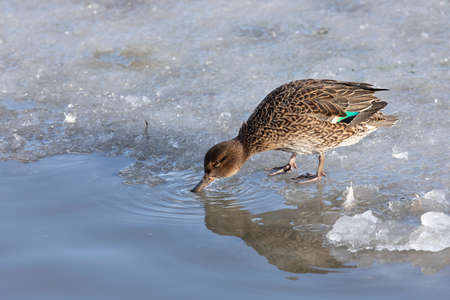 Female Eurasian teal stands in the snow on the shore of a lakeの写真素材