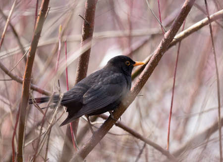 A male blackbird sits on a branch in springの写真素材