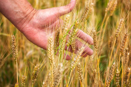 Wheat ears in the hand.Harvest conceptの写真素材