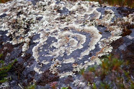 Pattern of lichen on a stone close-upの写真素材