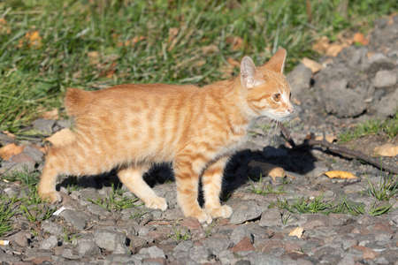 Kurilian Bobtail kitten, red color, Kunashir Island, South Kurilesの写真素材