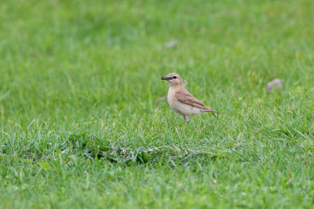 Northern wheatear sits on a grass. Close upの写真素材
