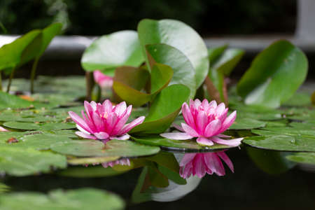pink water lily close upの写真素材