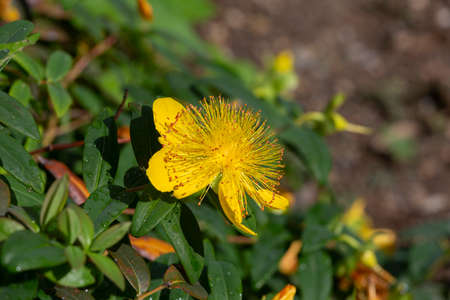 Blooming yellow Hypericum close upの写真素材