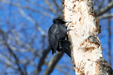 A black woodpecker sits on a tree in the forest on a spring day and looks for insectsの写真素材
