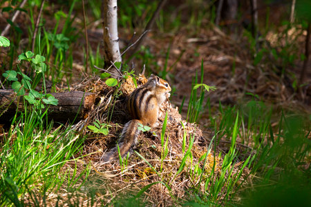 Chipmunk sits on a log. Summerの写真素材