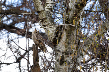 Adult Long-eared owl perched on a tree branchの写真素材
