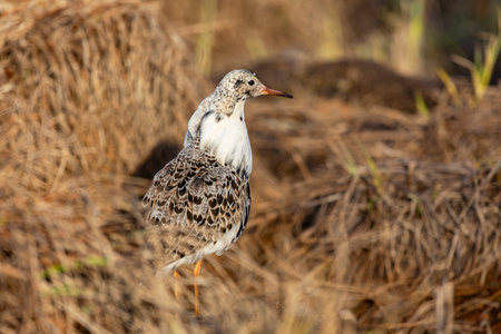 A male ruff (bird) in breeding plumage stands on a large stoneの写真素材