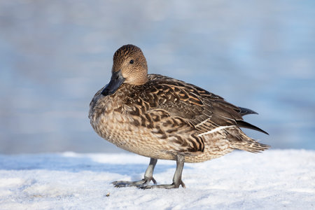 Female Northern pintail standing in the snowの写真素材