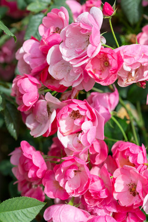 Blooming pink rose close upの写真素材