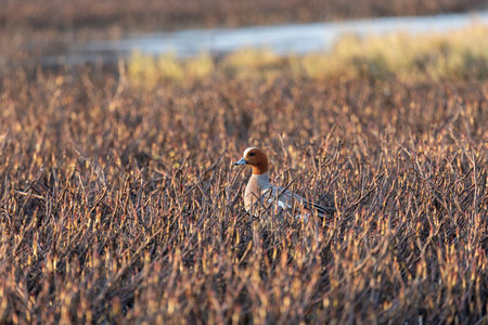Close-up of a male Eurasian wigeon. Arctic. Russiaの写真素材