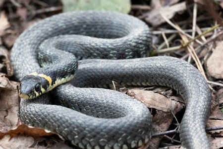 Grass snake lies on old foliage. close upの写真素材