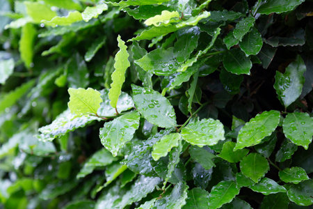 Laurel leaves illuminated by the sunの写真素材