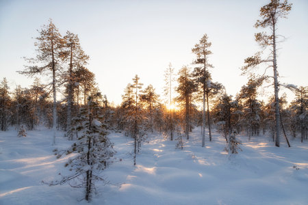 Sunrise Winter landscape with trees covered with hoarfrost. Altaiの写真素材