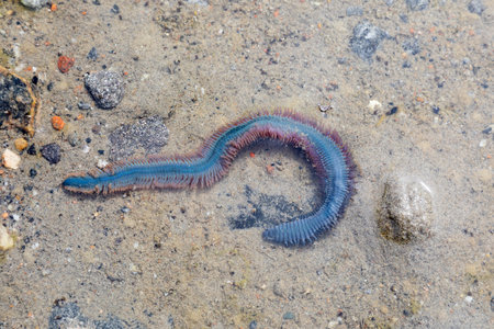 Nereis virens close-up lying on the sandの写真素材