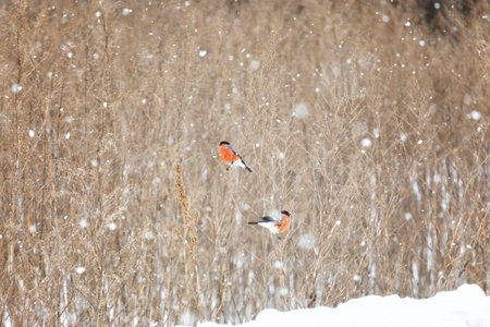 Two bullfinches sit on stalks of dry grass on a winter dayの写真素材