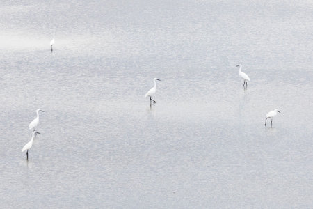 Several white herons stand in the waterの写真素材