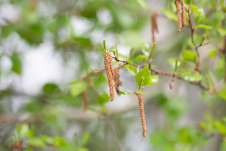 Birch branches in spring closeupの写真素材