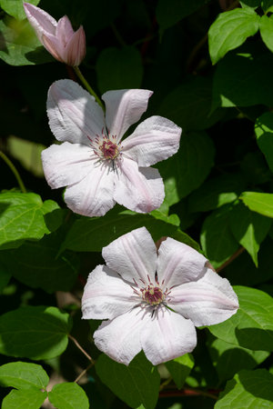 Flowers of a clematis lit with the bright summer sunの写真素材