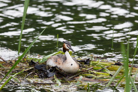 Great Crested Grebe near its nestの写真素材