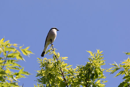 Great gray shrike sitting on a tree branch against a blue skyの写真素材
