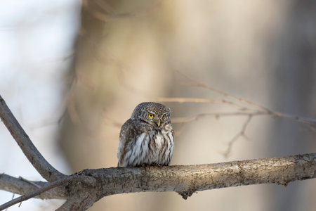 Eurasian pygmy owl sitting on a tree branch in spring day close upの写真素材