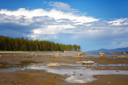 Littoral of the White Sea at low tide on summerの写真素材
