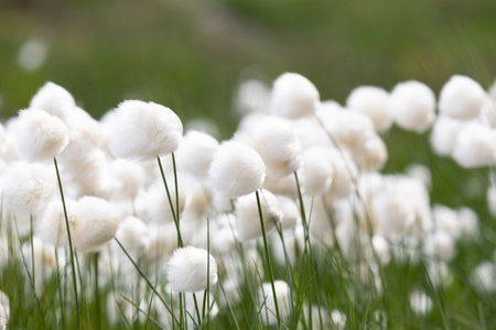 Blooming Eriophorum in the tundra close-upの写真素材
