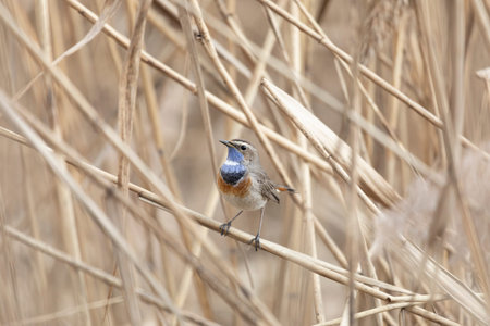 Male Bluethroat sitting on reeds close upの写真素材