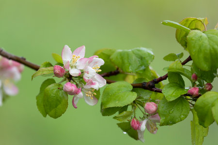 Apple-tree branch with flowers close upの写真素材
