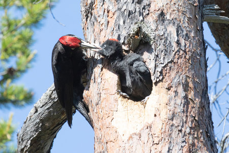 Adult male black woodpecker feeding a chick close upの写真素材