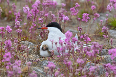 Common tern with a chick sits on a nest among pink flowers, close up