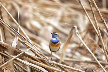 Male Bluethroat sitting on reeds close up