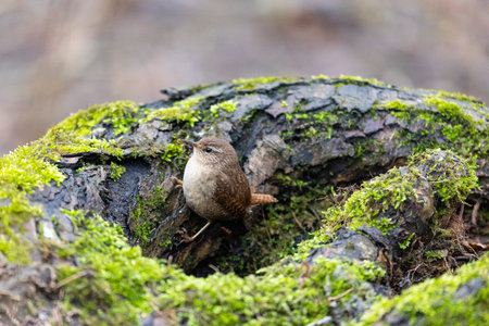 Eurasian wren sits on an old stump close up
