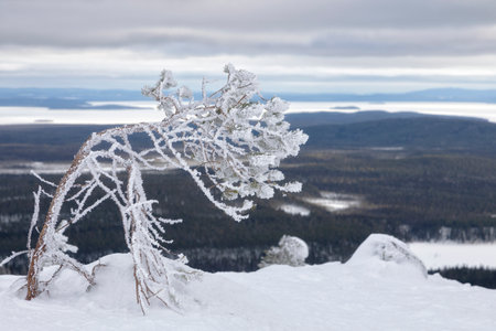 Landscape with a snow-covered tree on a cloudy winter day. Karelia Russiaの写真素材