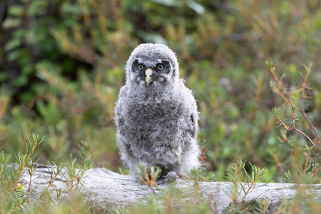 Nestling Great Gray Owl sitting on a log close upの写真素材