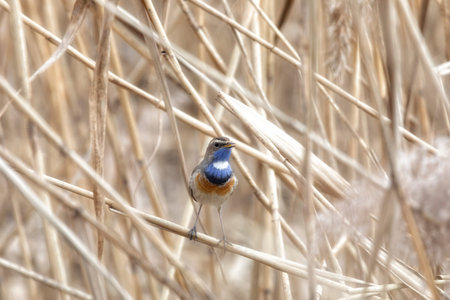 Bluethroat (Luscinia svecica) on reedの写真素材