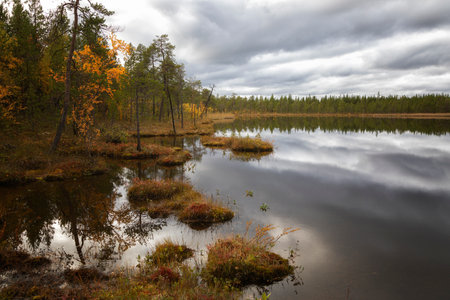 Autumn Landscape with swamp and pines. Arctic. Russiaの写真素材