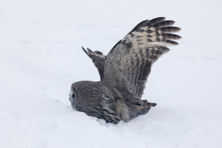 Great gray owl hunting a mouse in winterの写真素材