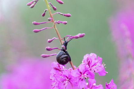 Snail on fireweed flower after rain close upの写真素材