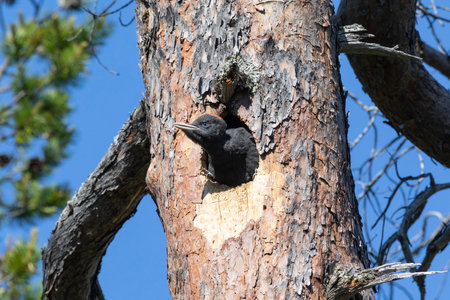 Chick of a black woodpecker peek out from a hollowの写真素材