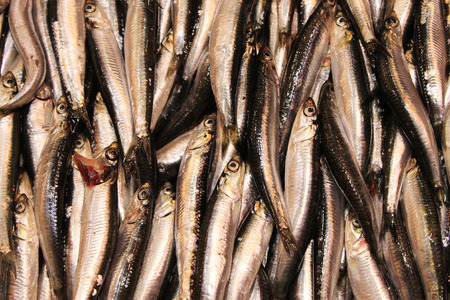 Stacked rows of fresh fish exposed for saleの写真素材