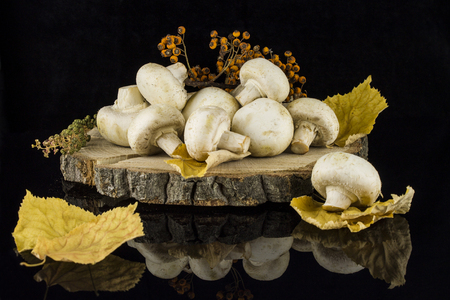 Still life with mushrooms autumn leaves and twigs on a tree stump on a black background with reflectionの写真素材