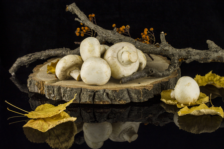 Still life with mushrooms autumn leaves and twigs on a tree stump on a black background with reflectionの写真素材