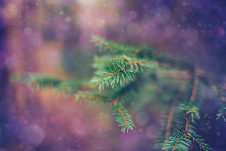 Christmas tree branches, close up of pine needlesの写真素材