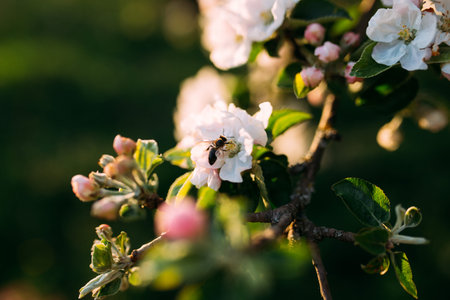 Apple buds bloom in spring. Apple blossom. Spring garden. Blurred background