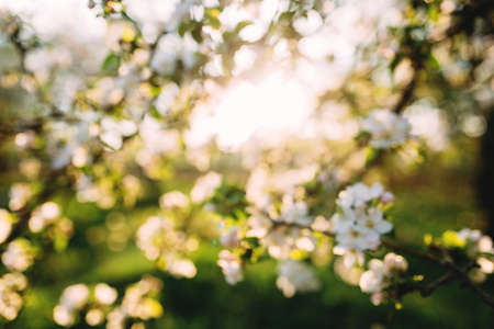 Apple buds bloom in spring. Apple blossom. Spring garden. Blurred backgroundの写真素材